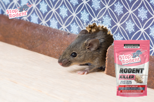 Ultimate guide to choosing the best anti-rodent solution