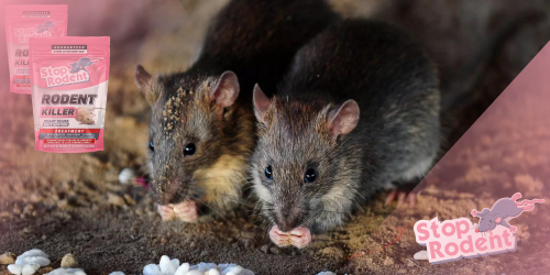 What is the best rodent control product and how to choose the right one?