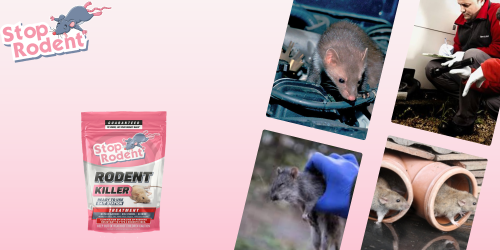 The essential precautions to take when using the anti-rodent product Rodent Killer